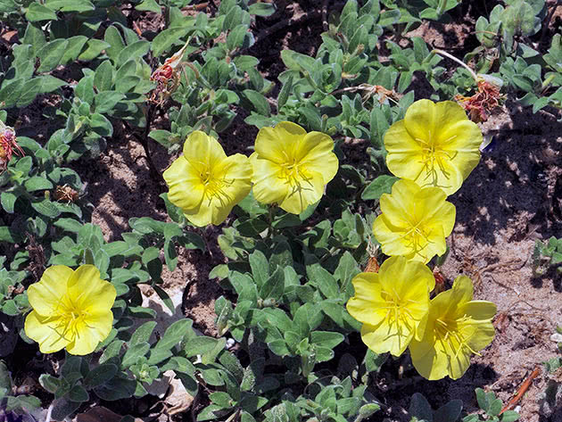 Энотера Друммонда (Oenothera drummondii)