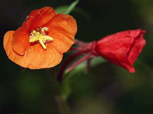 Энотера разноцветная (Oenothera versicolor)
