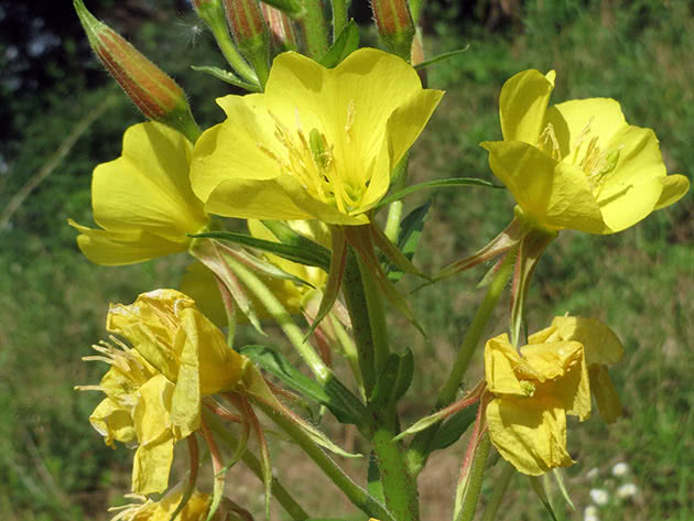Энотера двулетняя (Oenothera biennis)