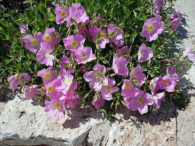 Энотера красивая (Oenothera speciosa)