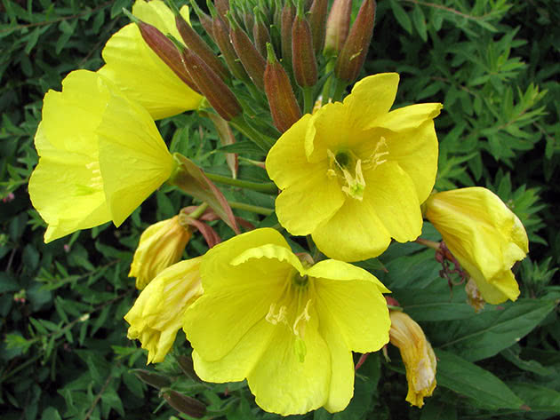 Энотера красночашелистиковая (Oenothera erythrosepala)
