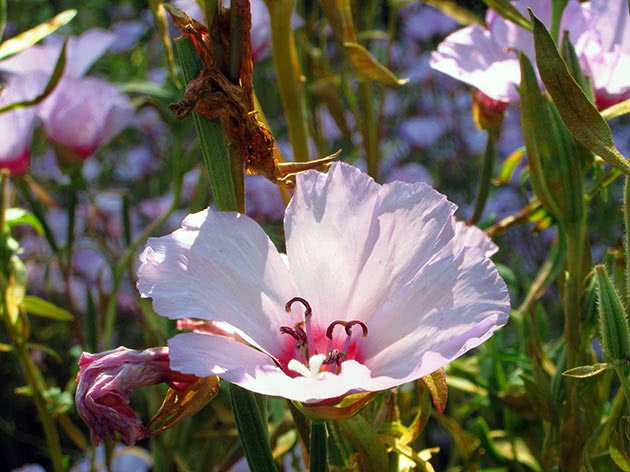 Энотера миссурийская (Oenothera missouriensis)