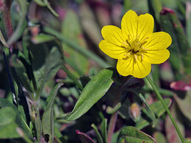 Энотера многолетняя (Oenothera perennis = Oenothera pumila)