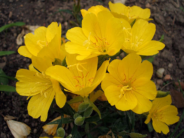 Энотера четырехугольная (Oenothera tetragona)