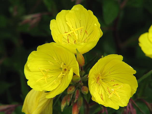 Энотера кустарниковая (Oenothera fruticosa)