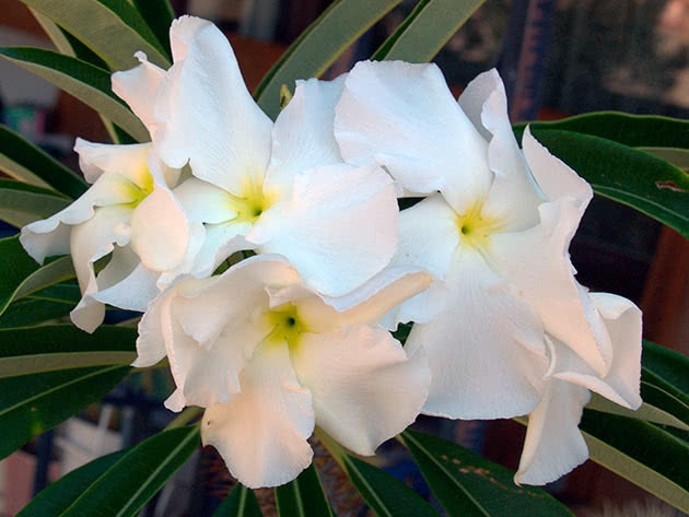 Пахиподиум Ламера (Pachypodium lamerei)
