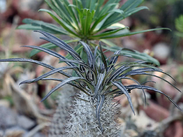 Пахиподиум Жайи (Pachypodium geayi)