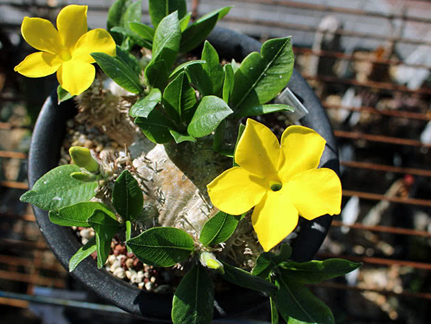 Пахиподиум короткостебельный (Pachypodium brevicaule)