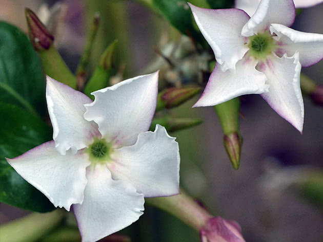Пахиподиум Саундерса (Pachypodium saundersii)