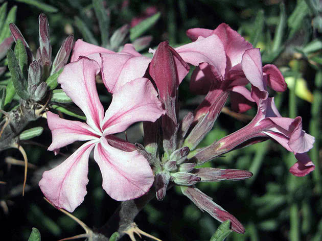 Пахиподиум суккулентный (Pachypodium succulentum)