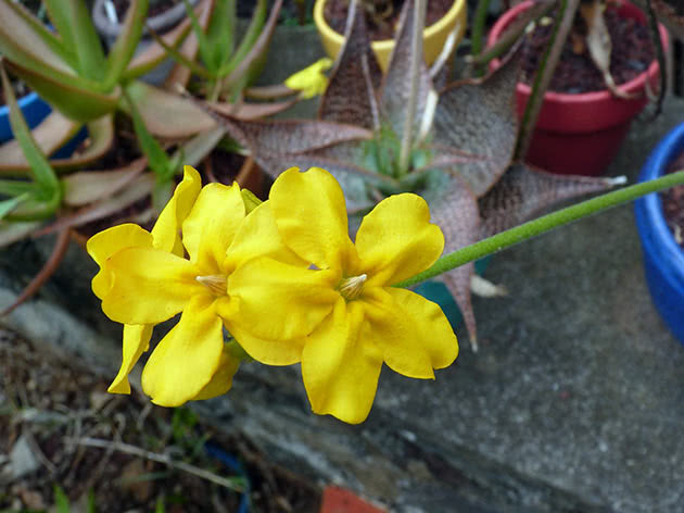 Пахиподиум густоцветковый (Pachypodium densiflorum)