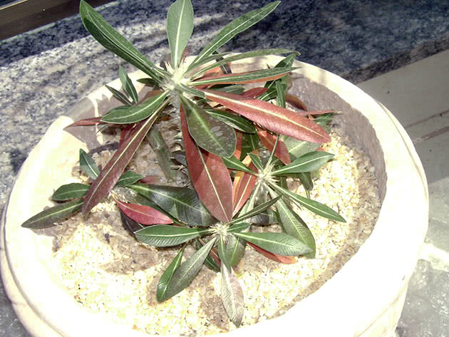Пахиподиум хоромбензе (Pachypodium horombense)