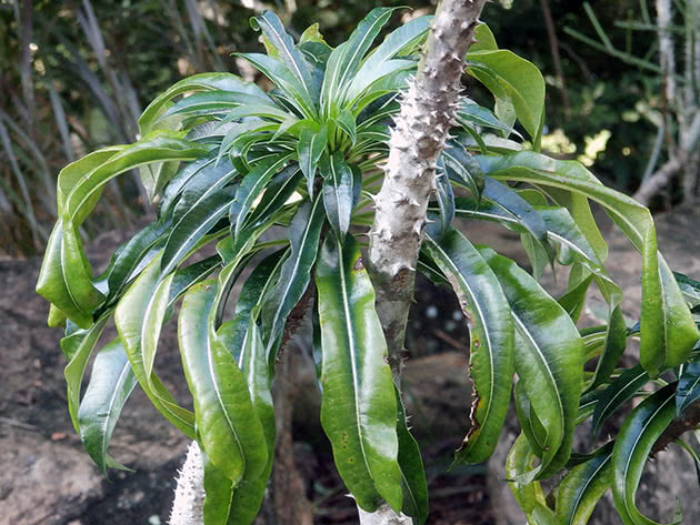 Пахиподиум Рутенберга (Pachypodium rutenbergianum)
