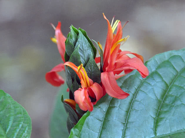 Пахистахис красный (Pachystachys coccinea)