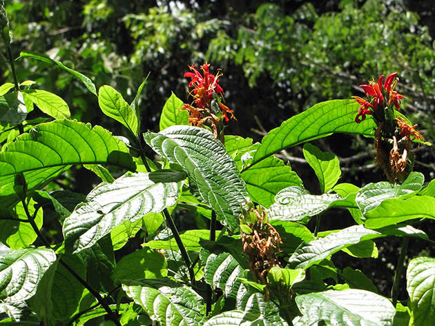 Пахистахис колосковый (Pachystachys spicata)