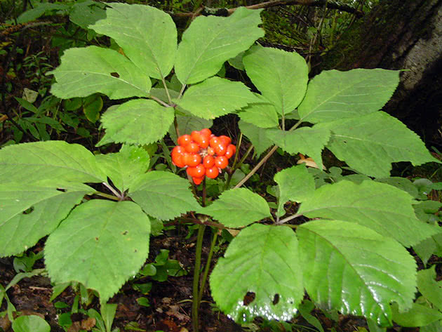 Женьшень обыкновенный (Panax ginseng)