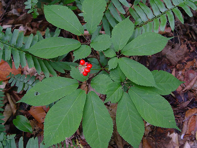 Женьшень пятилистный (Panax quinquefolium)