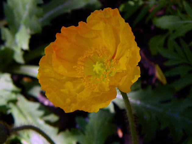 Мак голостебельный (Papaver nudicaule)