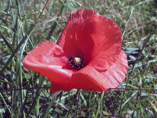Мак самосейка (Papaver rhoeas)