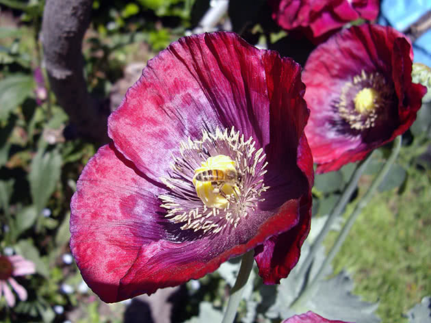 Мак снотворный (Papaver somniferum)
