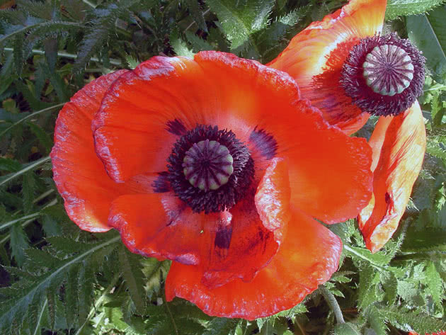 Мак восточный (Papaver orientale)