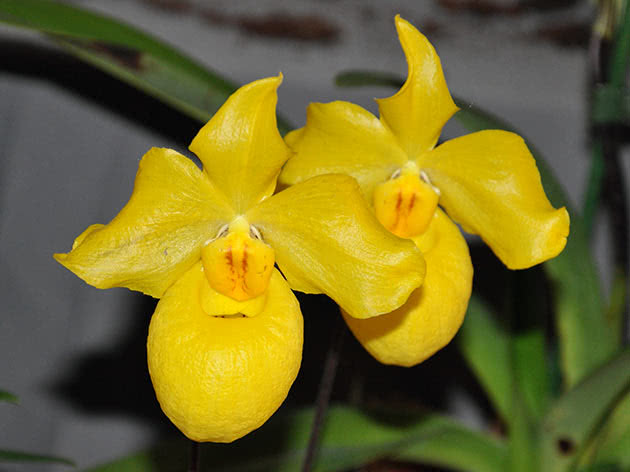 Пафиопедилум абрикосовый (Paphiopedilum armeniacum)
