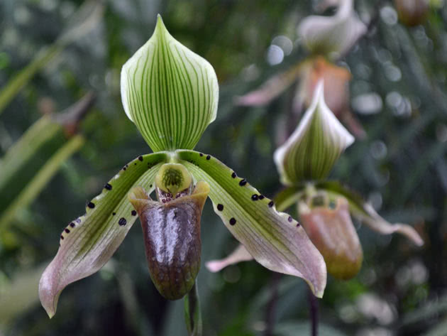 Пафиопедилум Эпплтона (Paphiopedilum appletonianum)