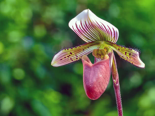 Пафиопедилум бородатый (Paphiopedilum barbatum)