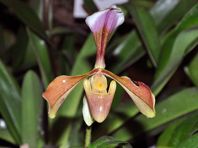 Пафиопедилум грубоволосистый (Paphiopedilum villosum)