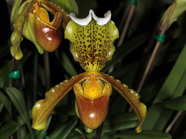 Пафиопедилум замечательный (Paphiopedilum insigne)