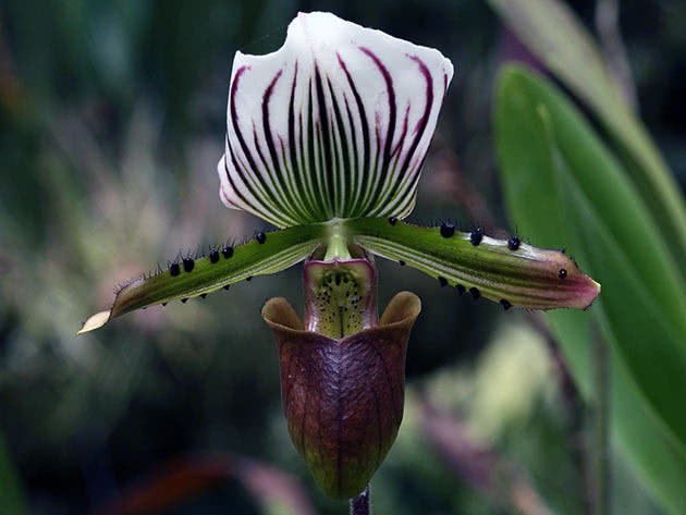 Пафиопедилум Лоуренса (Paphiopedilum lawrenceanum)