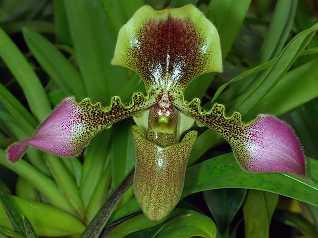 Пафиопедилум наиволосистейший (Paphiopedilum hirsutissimum)