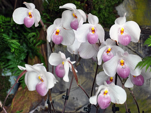 Пафиопедилум Деленати (Paphiopedilum delenatii)