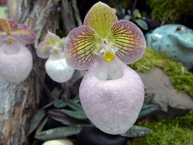 Пафиопедилум мелкоцветковый (Paphiopedilum micranthum)