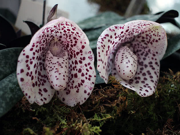 Пафиопедилум хорошенький (Paphiopedilum bellatulum)