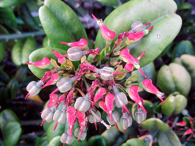 Педилантус титималоидный (Pedilanthus tithymaloides)