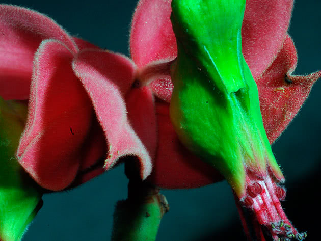 Педилантус коалкоманенский (Pedilanthus coalcomanensis)