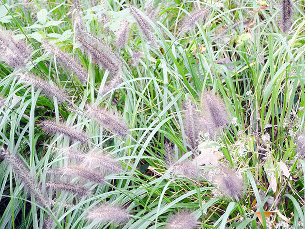 Пеннисетум лисохвостный (лисохвостовый) (Pennisetum alopecuroides)