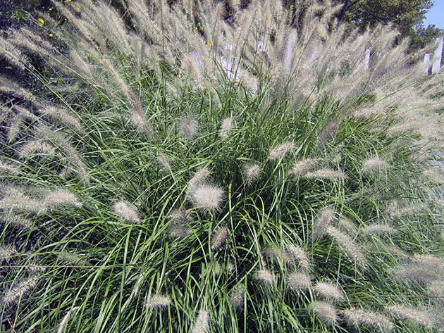 Пеннисетум восточный (Pennisetum orientale)