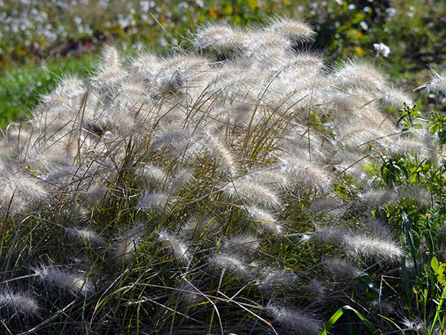 Пеннисетум мохнатый (Pennisetum villosum)