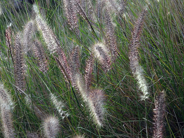 Пеннисетум щетинистый (Pennisetum setaceum)