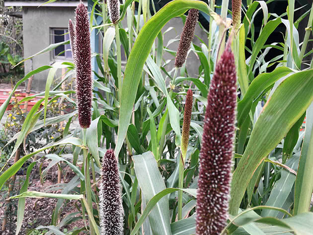 Пеннисетум сизый (Pennisetum glaucum)