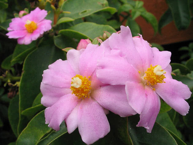 Переския крупноцветковая (Pereskia grandiflora)