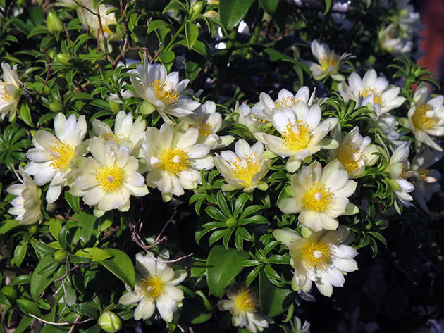 Переския шиповатая (Pereskia aculeata)