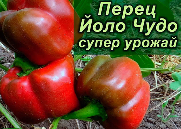 Болгарский перец Иоло-чудо