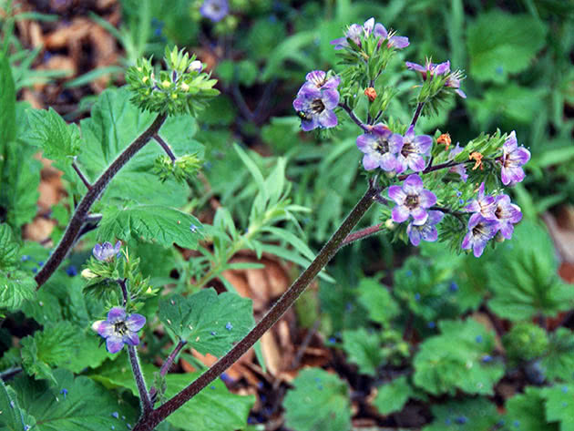 Фацелия Боландера (Phacelia bolanderi)