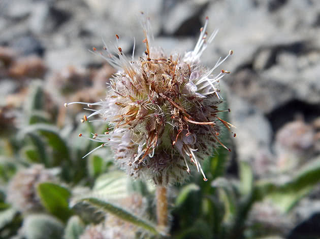 Фацелия копьевидная (Phacelia hastata)