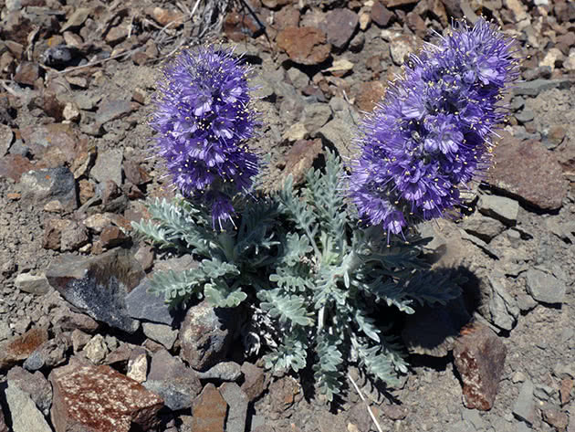 Фацелия шелковистая (Phacelia sericea)