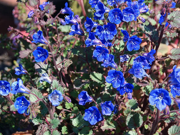 Фацелия колокольчатая (Phacelia campanularia)