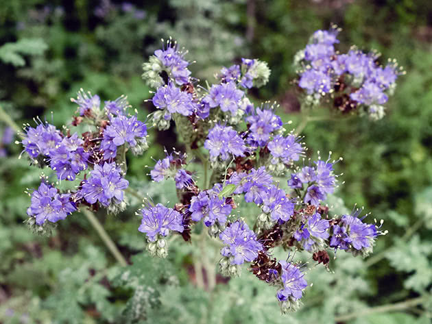 Фацелия скрученная (Phacelia congesta)